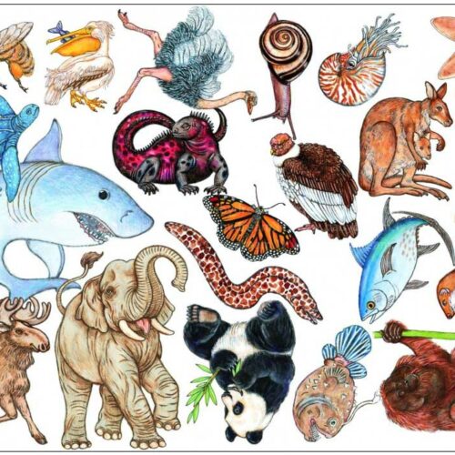 Игра DJECO Занималка (DJ05153)