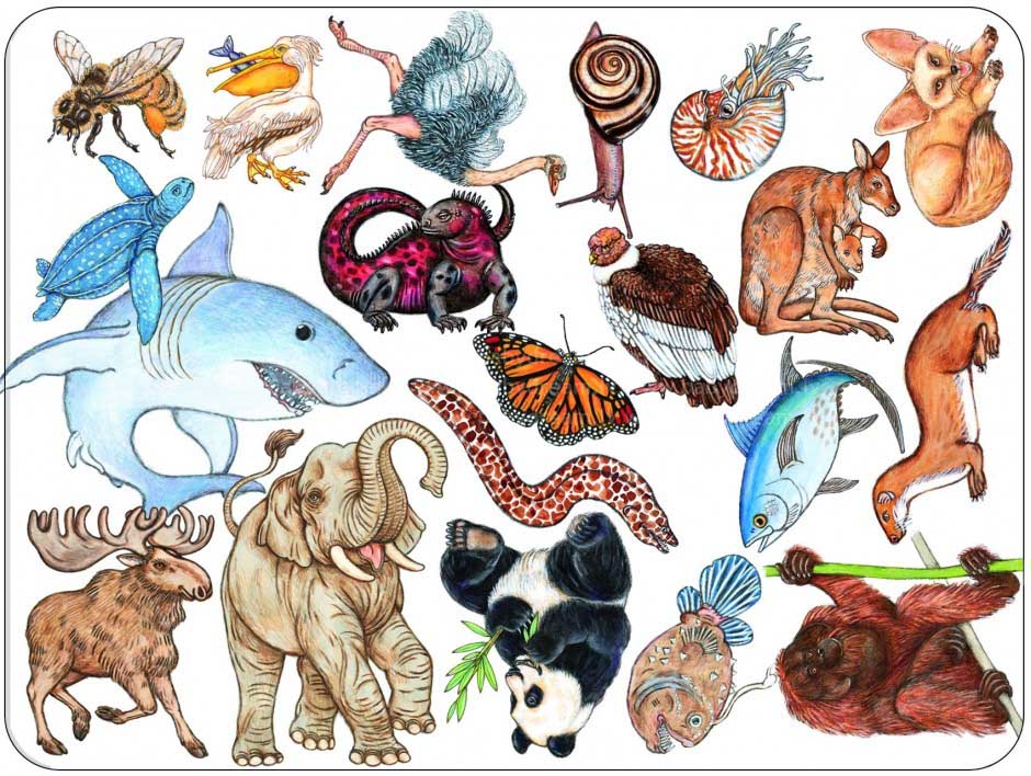 Игра DJECO Занималка (DJ05153)