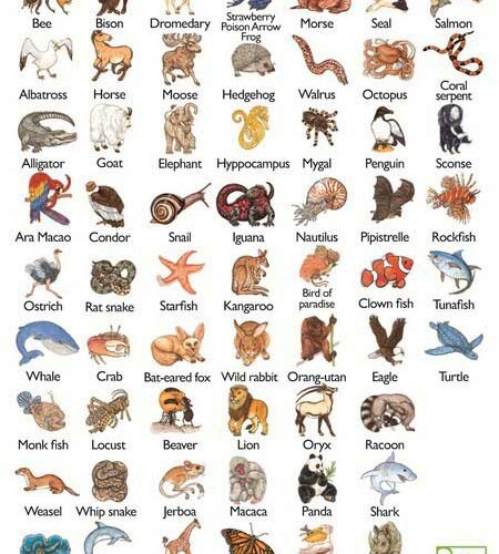 Игра DJECO Занималка (DJ05153)