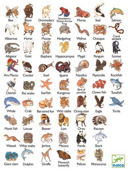 Игра DJECO Занималка (DJ05153)