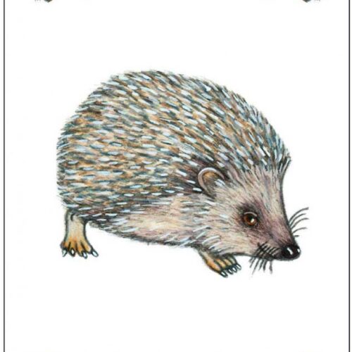 Игра DJECO Занималка (DJ05153)