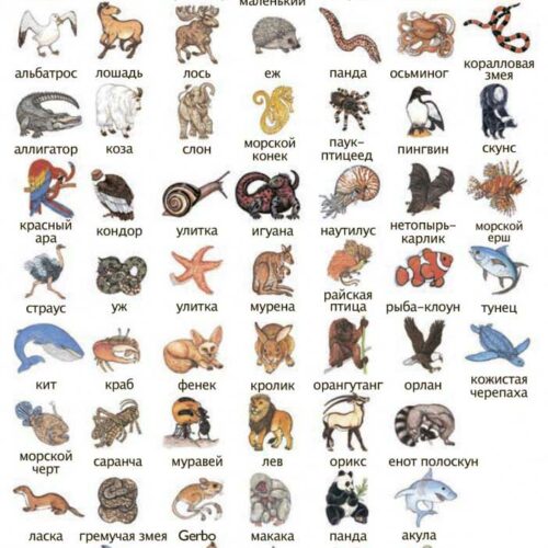 Игра DJECO Занималка (DJ05153)