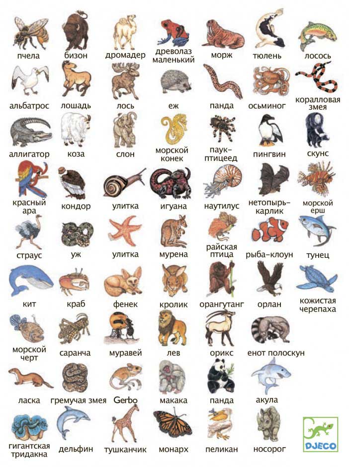 Игра DJECO Занималка (DJ05153)